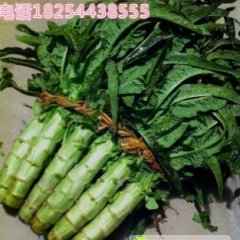 红叶莴苣开始上市