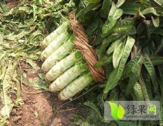 2014郯城莴苣再不来就没机会了！