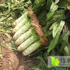 2014郯城莴苣再不来就没机会了！
