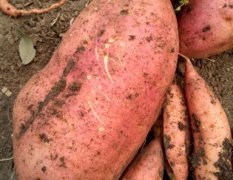 玉田本地红薯熟 产量不多 价格面议