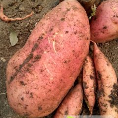 玉田本地红薯熟 产量不多 价格面议