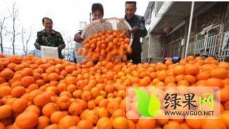进贤温圳廖掌文10月南丰蜜桔柑橘