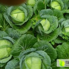 湖南君山平包甘蓝品质优良