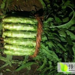 郯城红花高翠玲10月福建飞桥紫叶香莴苣