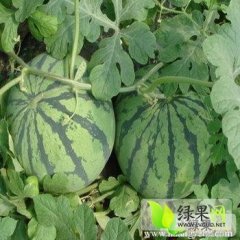 2014余杭西瓜价格波动不大