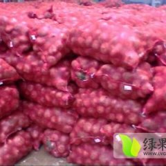 山东金乡洋葱以大量上市，李春生期待与你诚信