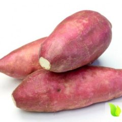 2014丛台红薯抓住商机无限