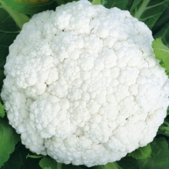 2014新乡县青梗散花，西蓝花速来采购