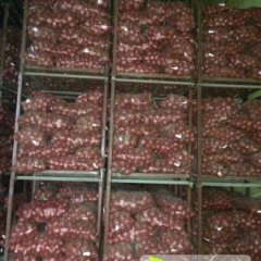 出售通许洋葱包上车700/吨