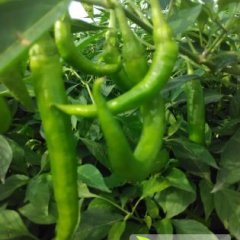 2014邢台辣椒再不来就没机会了！