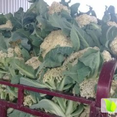 城关菜花欢迎合作,临潼管师傅诚信合作