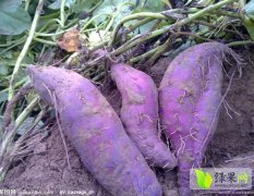 海南儋州紫薯红薯著名品牌