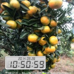 公安柑橘肉质致密 细脆汁多 味甜微酸