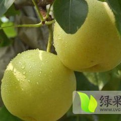 大荔梨聚焦市场,两宜周建忠诚信合作