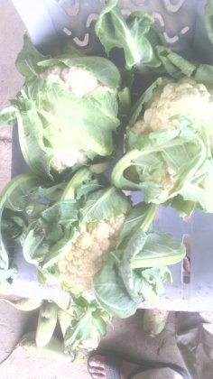 河南通许津雪88菜花欢迎合作