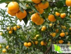 2014澧县柑橘现在订货有惊喜
