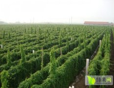 河北大名万亩山药喜获丰收