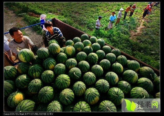 花皮无籽价格