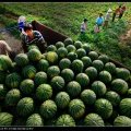松山西瓜早买早赚,当铺孙宗启诚信合作
