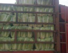河北玉田北京新三号白菜逐渐升温