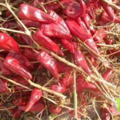 开鲁道德范春山11月北京红辣椒