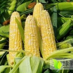 2014合浦玉米走过路过不要错过