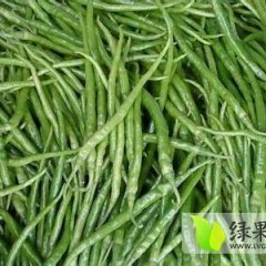 合浦石康庞慎安10月线椒辣椒