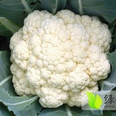 东昌府菜花是名优特产沙镇王敬诚信合作