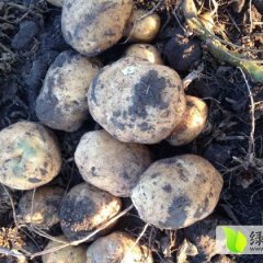 公主岭怀德杨思博10月延薯四号土豆