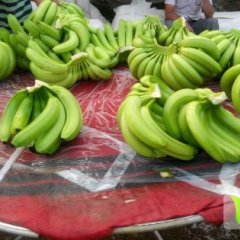 2014武鸣几万亩香蕉