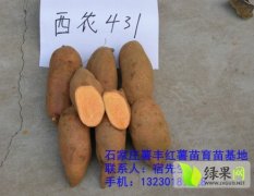 出售预定西农431红薯种苗