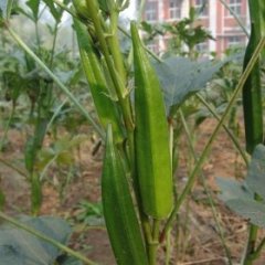 郏县冢头6月黄秋葵其他蔬菜