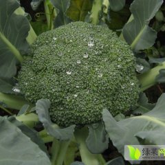 2014郏县西兰花走过路过不要错过