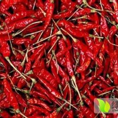 河南郏县三樱椒辣椒火爆招商中