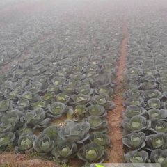 隆尧千户潘延年10月球茎甘蓝