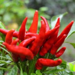 新乡县辣椒名优产品,翟坡郝旵珍诚信合作