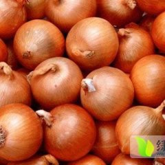 玉门下西张建信10月黄皮洋葱