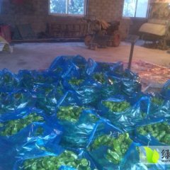 鸠江辣椒价格行情平稳,汤沟金良缘诚信合作