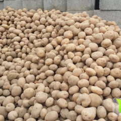 甘肃静宁早大白土豆火爆招商中