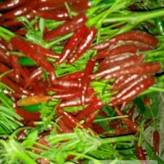 2014杞县朝天椒就要上市了