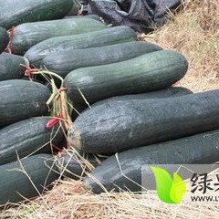 河南长葛黑优大冬瓜名扬天下