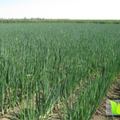 莘县王奉张红江10月大葱