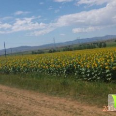 2014武川葵花收购工作全面开展