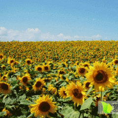 武川裕盛侯忠10月瓜子