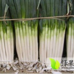 2014山东大葱现在订货有惊喜