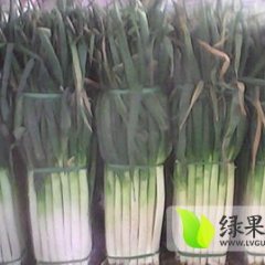 山东大葱产销两旺,费县张浩诚信合作
