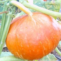 山东禹城香栗23南瓜口感爽口