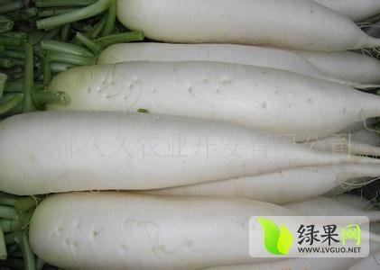 2014年河北清苑白皮白萝卜价格