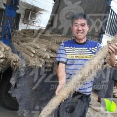 河北大名日本大白山药：张集乡贾