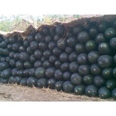 河南长葛黑皮大冬瓜是名优特产